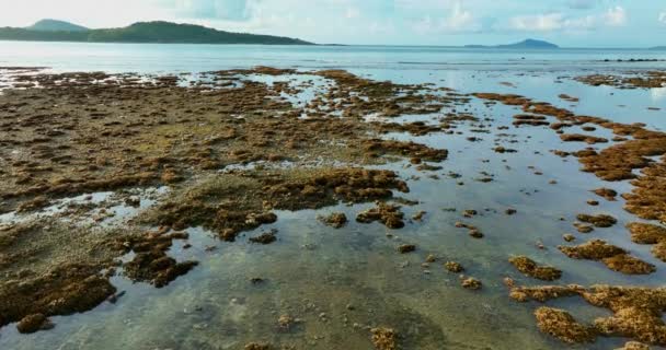 Sahildeki Phuket Denizi Nde Çeşitli Mercan Türleri Mercan Alçak Gelgit — Stok video