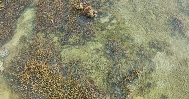 Phuket Yakınlarındaki Denizde Bulunan Çeşitli Mercanların Hava Aracı Görüntüsü — Stok video