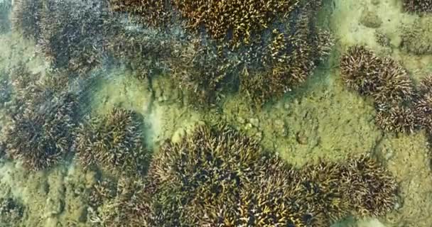 Aerial Drone View Various Types Corals Sea Phuket — Stock Video