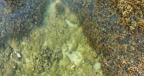Vue Aérienne Dessus Différents Types Coraux Dans Mer Phuket Près — Video