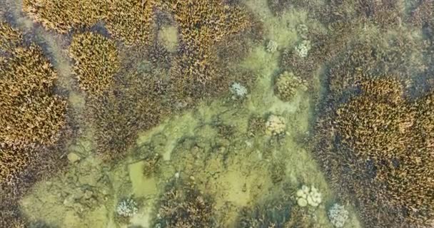 Aerial Top View Various Types Corals Sea Phuket Beach Coral — Stock Video