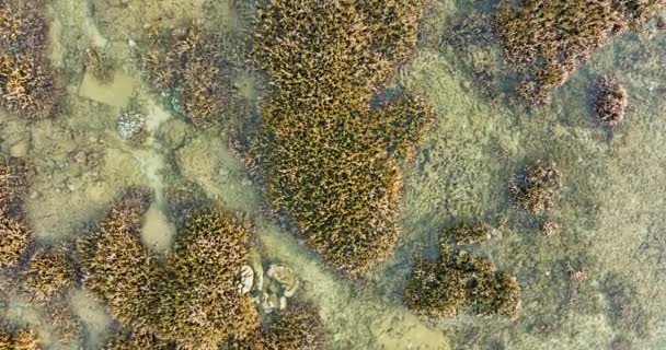Verschiedene Arten Von Korallen Meer Von Phuket Strandnähe Die Korallen — Stockvideo