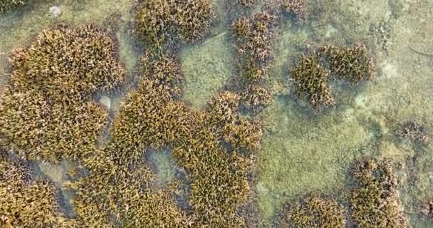 Aerial View Villagers Fishing Food Coral Reefs Corals Grow Expand — Stock Video