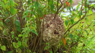 Eşek arıları son derece zehirlidir. Eşek arısı ağacın dibine yuva yapar. Yuva topraktan yapılmıştır. Çevreye uyum sağlayan renklerin güzel desenleri vardır. Doğal arka plan..
