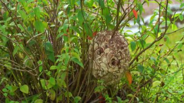Eşek arıları son derece zehirlidir. Eşek arısı ağacın dibine yuva yapar. Yuva topraktan yapılmıştır. Çevreye uyum sağlayan renklerin güzel desenleri vardır. Doğal arka plan..