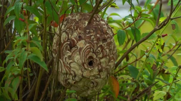 Wasps Extremely Poisonous Wasp Builds Nest Base Tree Nest Made — Stock Video