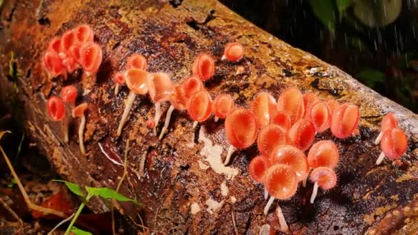 瀑布喷出的水花洒在鲜亮的橙色蘑菇上 — 图库视频影像