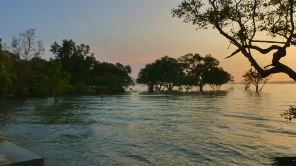 Éclat Soleil Brillait Travers Les Mangroves — Video