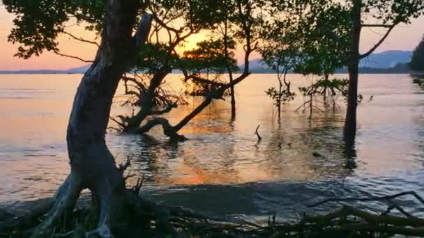 Mangrove Bord Mer Reflets Soleil — Video
