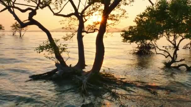 Éclat Soleil Brillait Travers Les Mangroves — Video