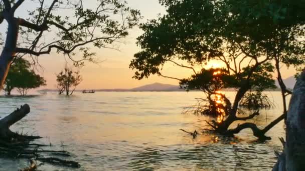 Reflektionen Solen Mangrovetrakusten — Stockvideo