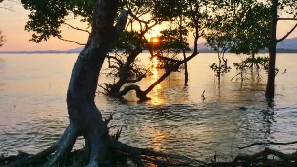 Отражение Солнца Мангровых Зарослях Моря — стоковое видео