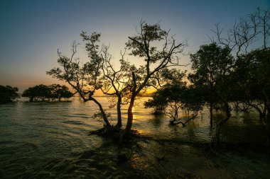 Klong Mudong 'da güzel bir gün batımı, deniz kenarındaki mangrovlarda güneşin yansımaları..