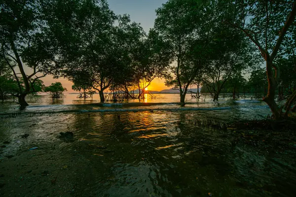 Klong Mudong 'da güzel bir gün batımı, deniz kenarındaki mangrovlarda güneşin yansımaları..