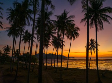 Sabahları Hindistan cevizi tarlaları turuncu ışıkta parlıyor.