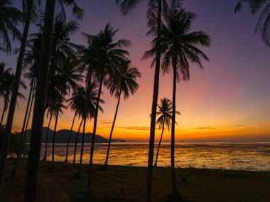 Sabahları Hindistan cevizi tarlaları turuncu ışıkta parlıyor.