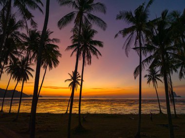 Sabahları Hindistan cevizi tarlaları turuncu ışıkta parlıyor.