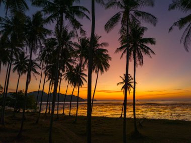 Sabahları Hindistan cevizi tarlaları turuncu ışıkta parlıyor.