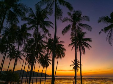 Sabahları Hindistan cevizi tarlaları turuncu ışıkta parlıyor.