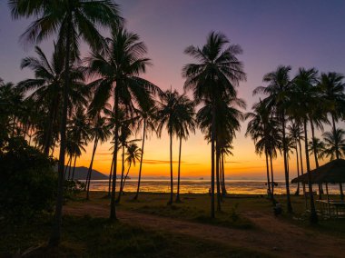 Sabahları Hindistan cevizi tarlaları turuncu ışıkta parlıyor.