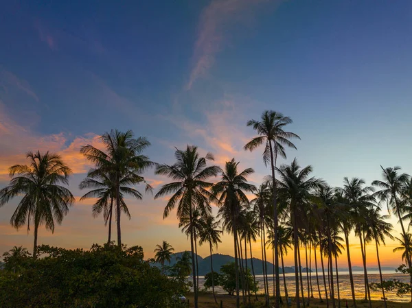 空中看椰子园 晨曦在橙色的灯光下闪耀 图库图片