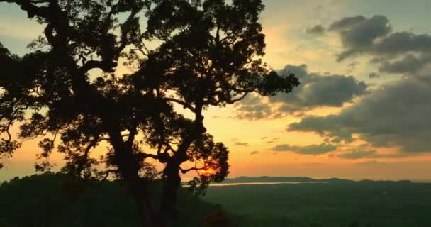 Высоты Птичьего Полета Золотисто Желтое Солнце Светило Сквозь Большие Деревья — стоковое видео