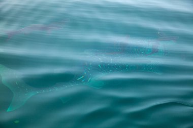 Tayland, Phang Nga Körfezi 'nde balina köpekbalıkları