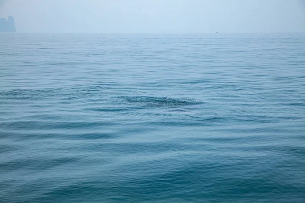 Tiburones Ballena Phang Nga Bay Tailandia —  Fotos de Stock
