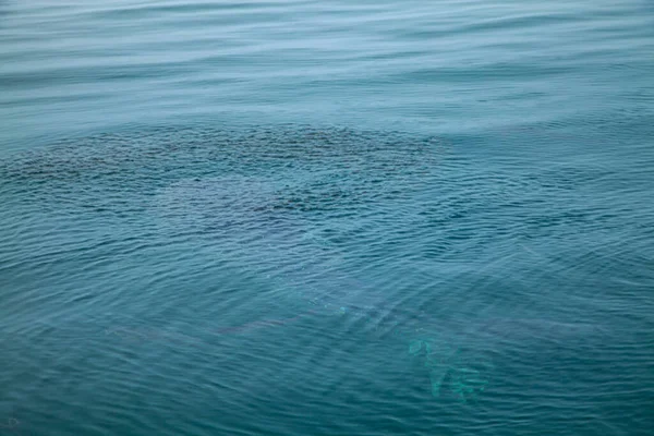 Tiburones Ballena Phang Nga Bay Tailandia —  Fotos de Stock