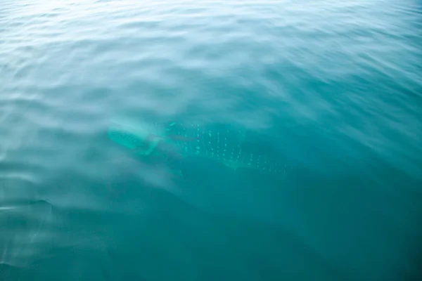 Whale Sharks Phang Nga Bay Thailand — Stock Photo, Image