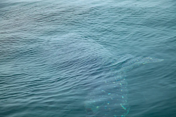 Китовые Акулы Заливе Пханг Нга Таиланд — стоковое фото