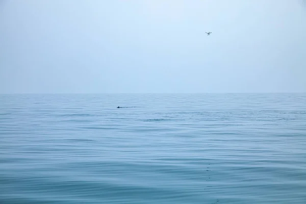 Žraloci Velrybí Zálivu Phang Nga Thajsko — Stock fotografie