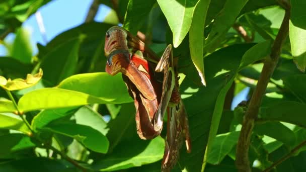 Wielki Motyl Kokonu Liściu Hibiskusa Ogromny Czerwony Motyl Lgnie Gałęzi — Wideo stockowe