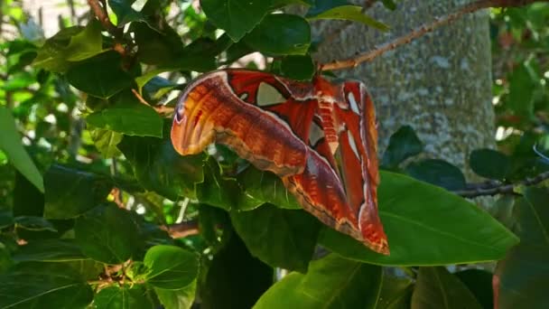 大蝴蝶在芙蓉叶上从茧中跳出来一只硕大的红色蝴蝶紧紧地附着在树枝上它的颜色和图案看起来令人敬畏风太大了 树枝都摇晃了 — 图库视频影像