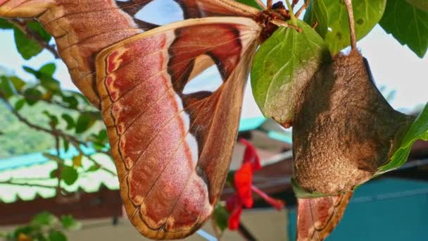 Grand Papillon Hors Cocon Sur Feuille Hibiscus Énorme Papillon Rouge — Video