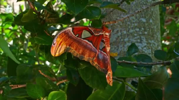 Большая Бабочка Кокона Листе Гибискуса Огромная Красная Бабочка Цепляется Ветку — стоковое видео