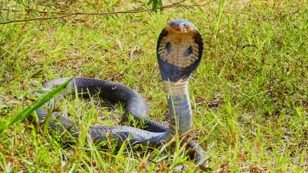 Spridning Kobra Dess Ögon Söker Igenom Området Efter Potentiella Hot — Stockvideo