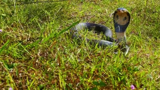 Verbreitete Haube Einer Kobra Seine Augen Tasten Das Gebiet Nach — Stockvideo
