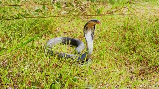 Verbreitete Haube Einer Kobra Seine Augen Tasten Das Gebiet Nach — Stockvideo
