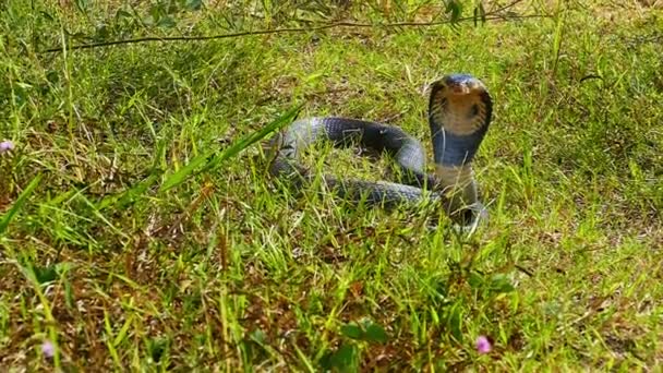 Spridning Kobra Dess Ögon Söker Igenom Området Efter Potentiella Hot — Stockvideo