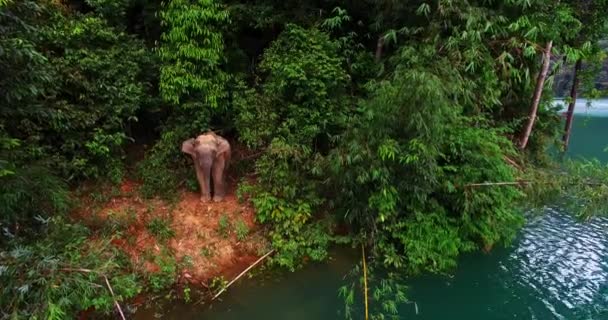 Triste Historia Elefante Bebé Siendo Expulsado Manada Dejado Solo Una — Vídeos de Stock