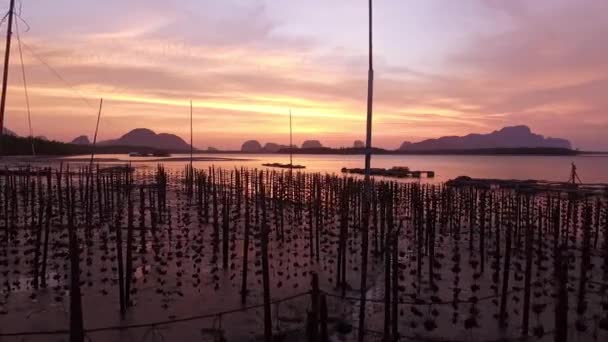 Flygfoto Över Vacker Gyllene Soluppgång Över Musselgården Thailand Färgglada Dramatiska — Stockvideo