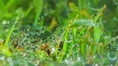Temiz çiy damlalarıyla yeşil yapraklara zum yap. Örümcek yakalamak için bekliyor. Güzel doğal hayat.