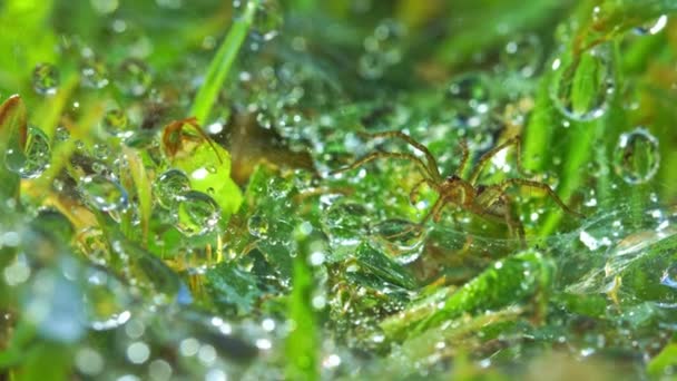 Temiz Çiy Damlalarıyla Yeşil Yapraklara Zum Yap Örümcek Yakalamak Için — Stok video