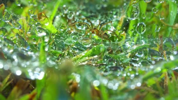 Увеличьте Зелёные Листья Прозрачными Капли Росы Паук Ждет Поймать Природная — стоковое видео