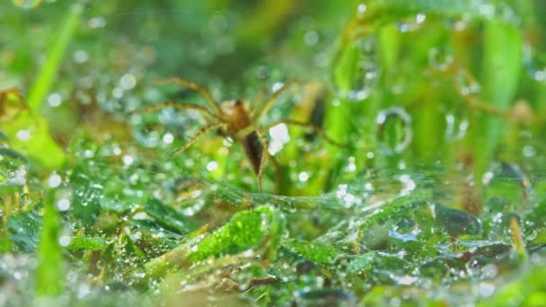 Temiz Çiy Damlalarıyla Yeşil Yapraklara Zum Yap Örümcek Yakalamak Için — Stok video