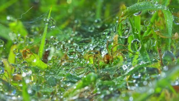 Zoom Groene Bladeren Met Heldere Dauwdruppels Spider Wacht Vangen Prachtig — Stockvideo
