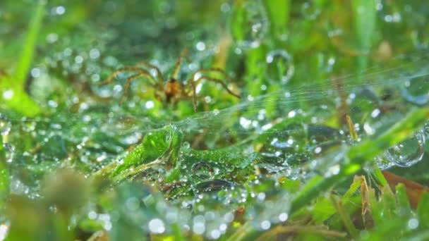 Zoom Groene Bladeren Met Heldere Dauwdruppels Spider Wacht Vangen Prachtig — Stockvideo