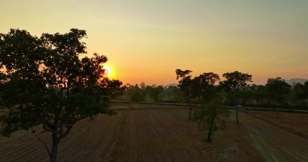 Letecký Pohled Zlatý Západ Slunce Nad Velkými Stromy Rýžovém Poli — Stock video
