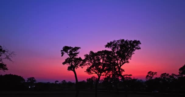 Widok Lotu Ptaka Różowego Zachodu Słońca Niebo Nad Dużymi Drzewami — Wideo stockowe